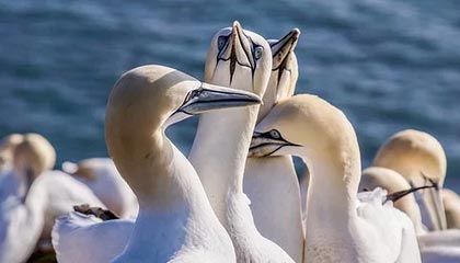 mk官网入口-体育文化展引入非遗项目丰富内容，体育类的非遗项目